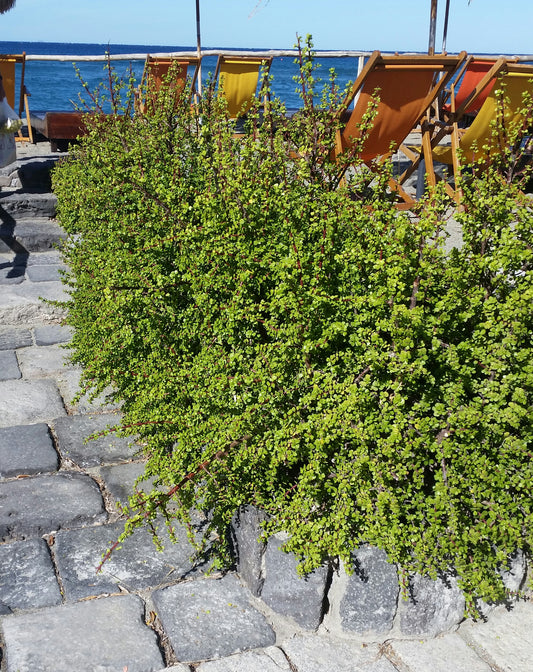 Portulacaria afra - bonsai purslane (Square pot 7x7x8 cm)