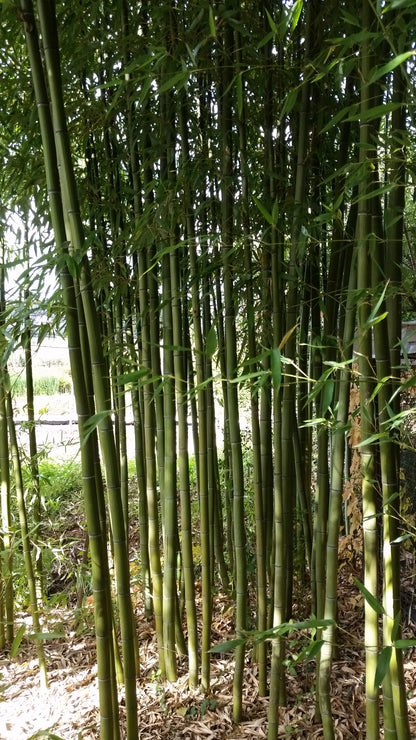 Phyllostachys viridis var. mitis - giant bamboo (Pot 24 cm)
