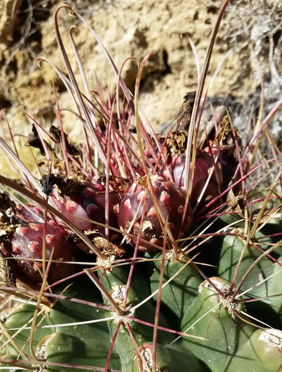 Ferocactus hamatacanthus - ferocactus (Vaso 12 cm)