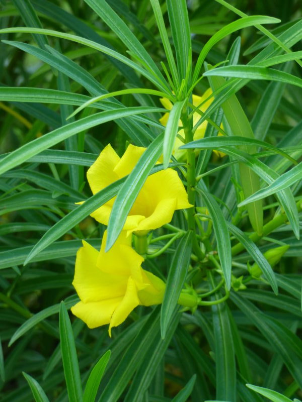 Thevetia peruviana (yellow flower) - Peruvian oleander (Square vase 9x9x20 cm)