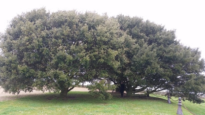 Quercus ilex - leccio (Vaso quadro 9x9x20 cm)