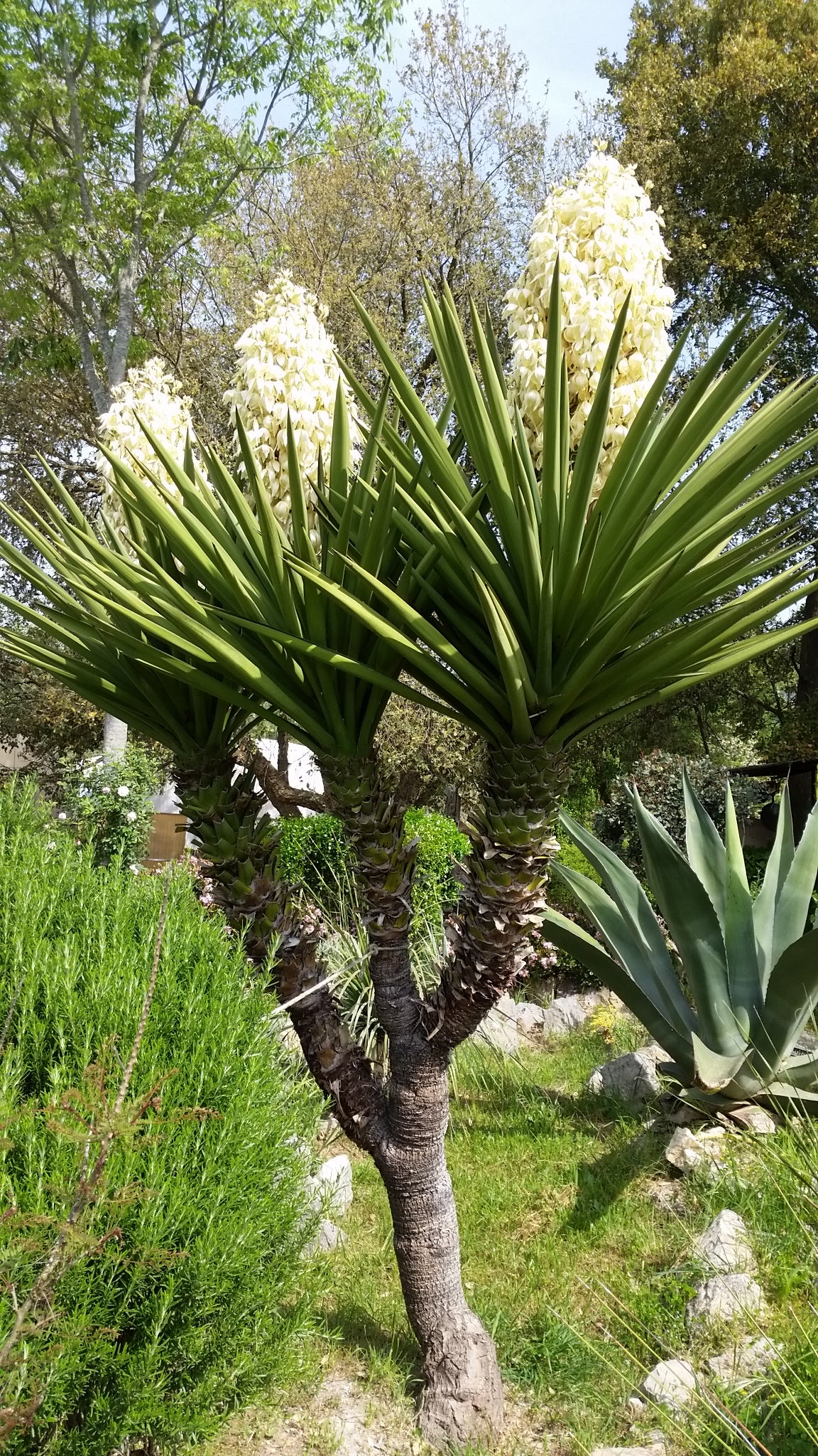 Yucca treculeana - Lancia di Don Chisciotte (Vaso quadro 7x7x10 cm)