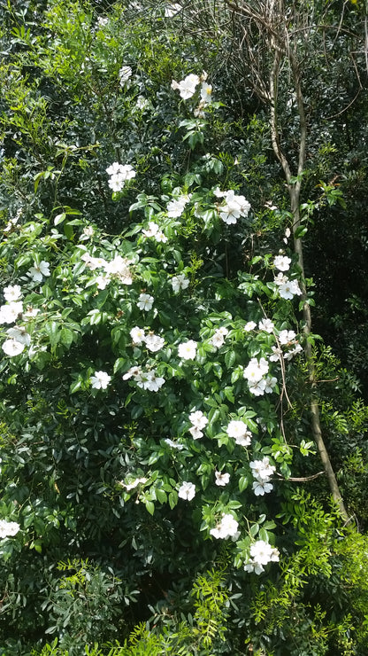 Rosa sempervirens - St. John's rose (Forest alveolus)