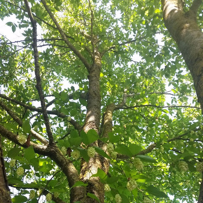 Ostrya carpinifolia - carpino nero (Alveolo forestale)