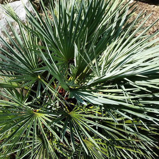 Chamaerops humilis var. cerifera - blue dwarf palm (Forestry palm)