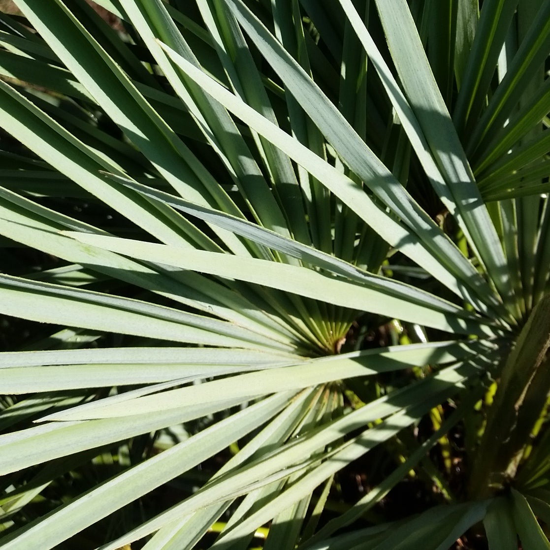 Chamaerops humilis var. cerifera - blue dwarf palm (Forestry palm)