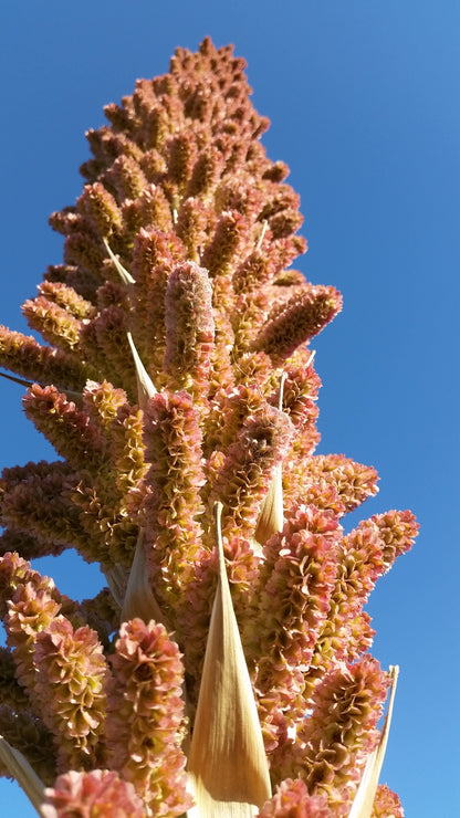 Dasylirion serratifolium - dasilirio (Square vase 7x7x8 cm)