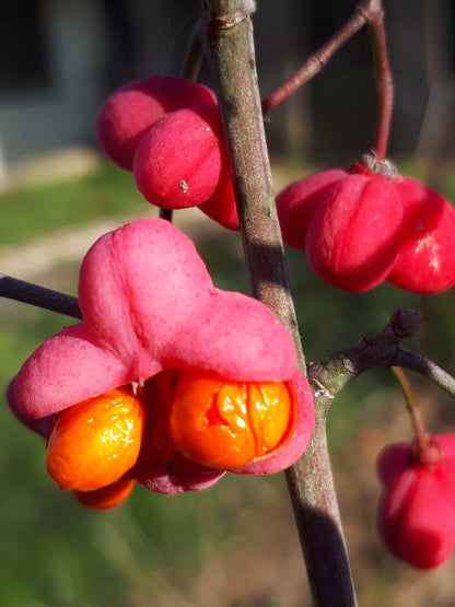 Euonymus europaeus - berretta del prete (Vaso 18 cm)