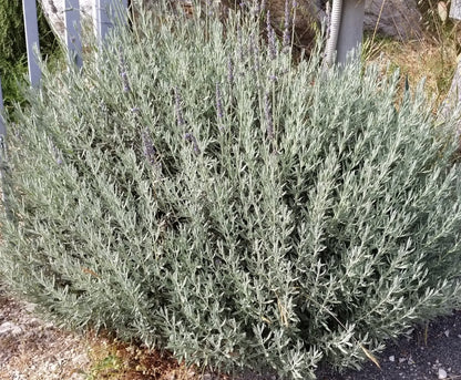 Lavandula x allardii - hybrid lavender (Forest honeycomb)
