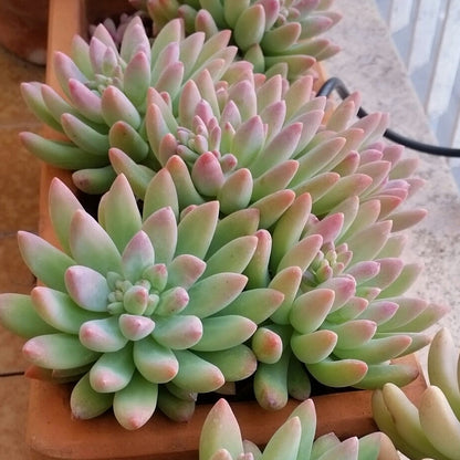 Sedeveria 'Blue Elf' - sedeveria ibrida (1 Talea)
