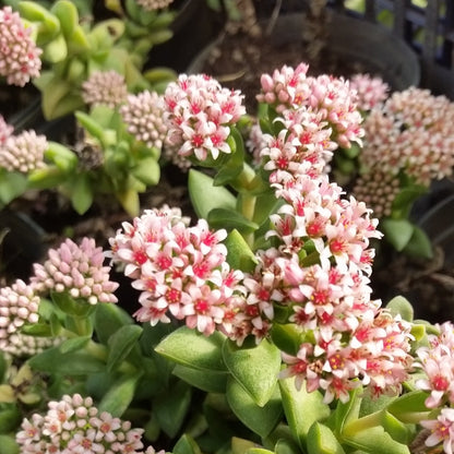 Crassula cv "springtime" - buquet di natale (Vaso 10 cm)