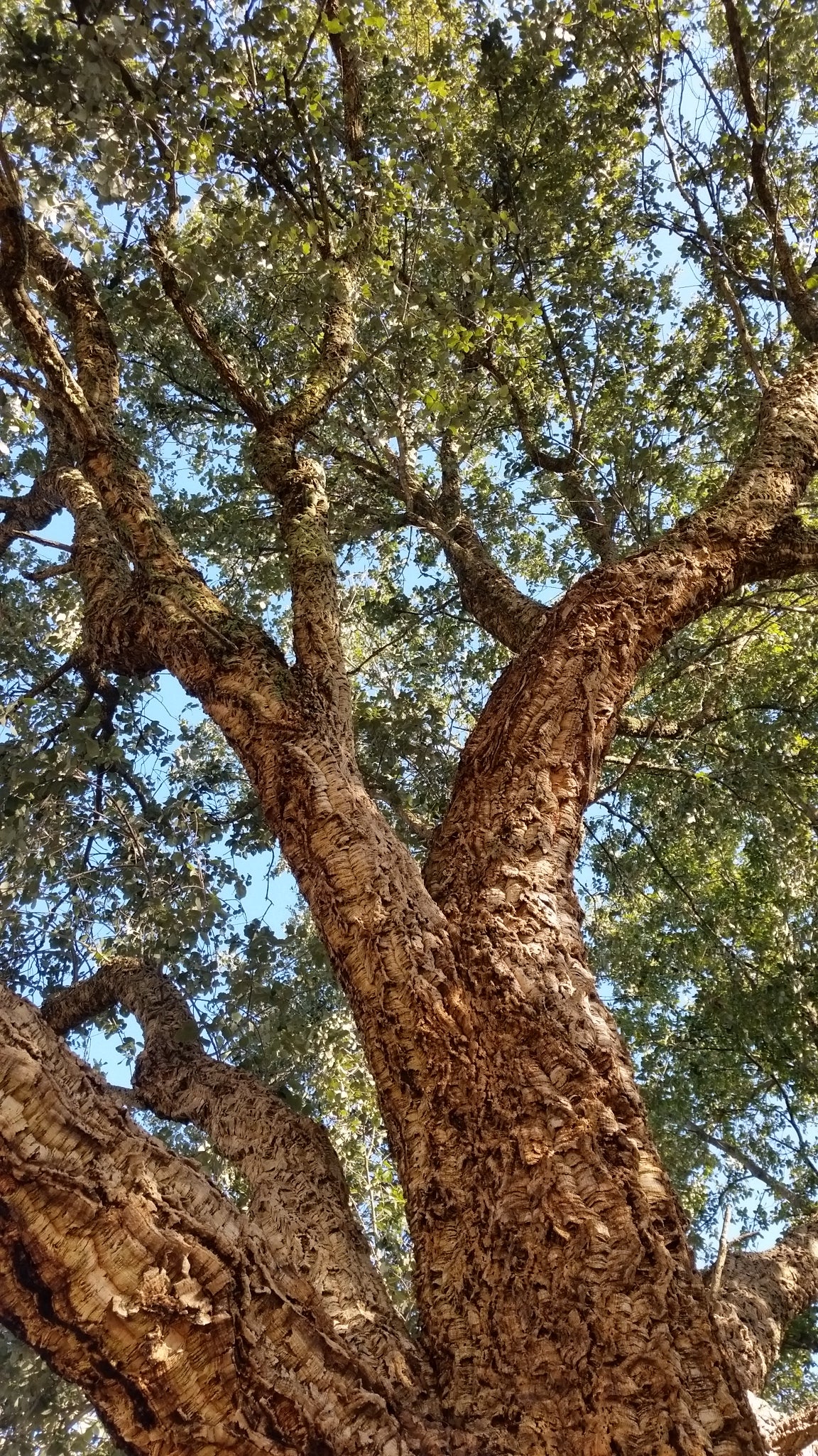 Quercus suber - cork tree (5 seeds)