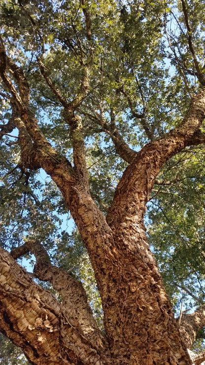 Quercus suber - cork tree (5 seeds)