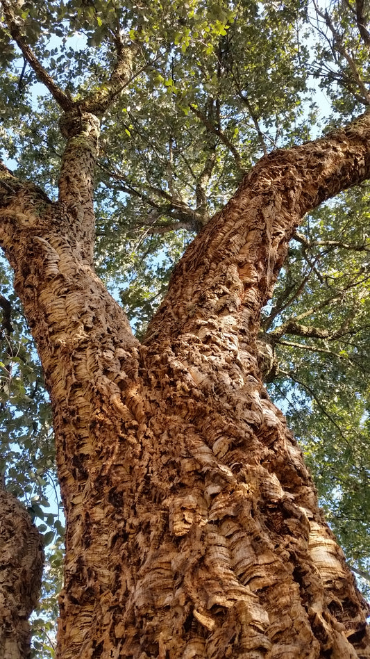 Quercus suber - cork tree (Pot 24 cm)