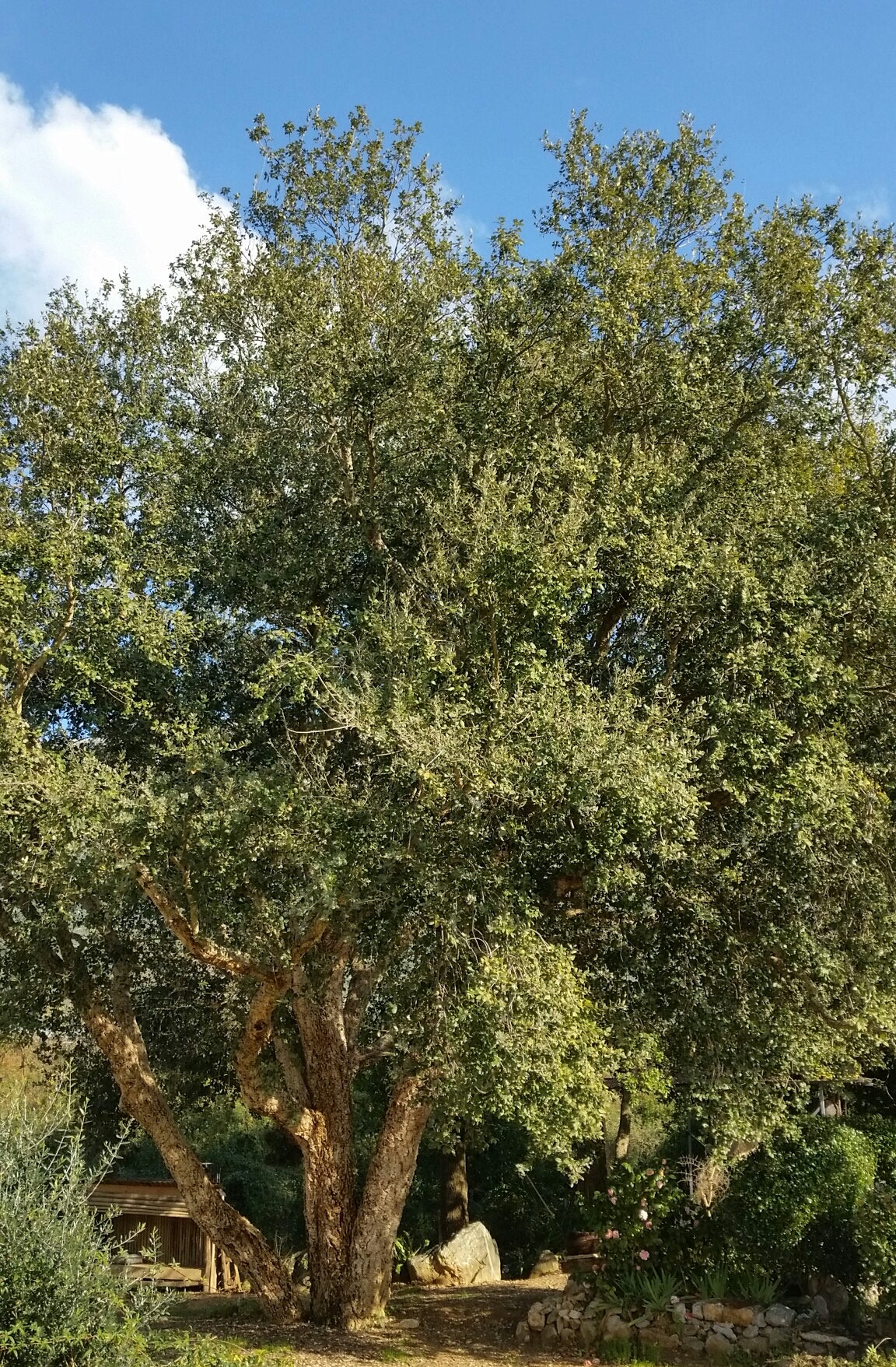 Quercus suber - cork tree (5 seeds)