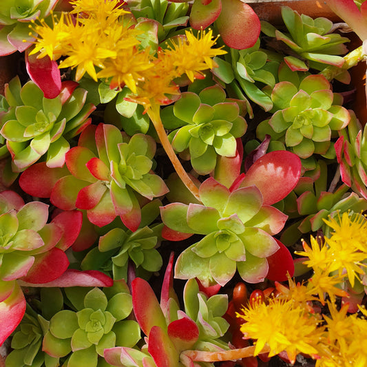 Sedum compressum sin S. palmeri - borracina Messicana (1 Talea)