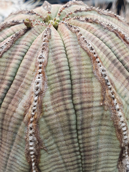 Euphorbia obesa - euforbia (Vaso quadro 7x7x10 cm)