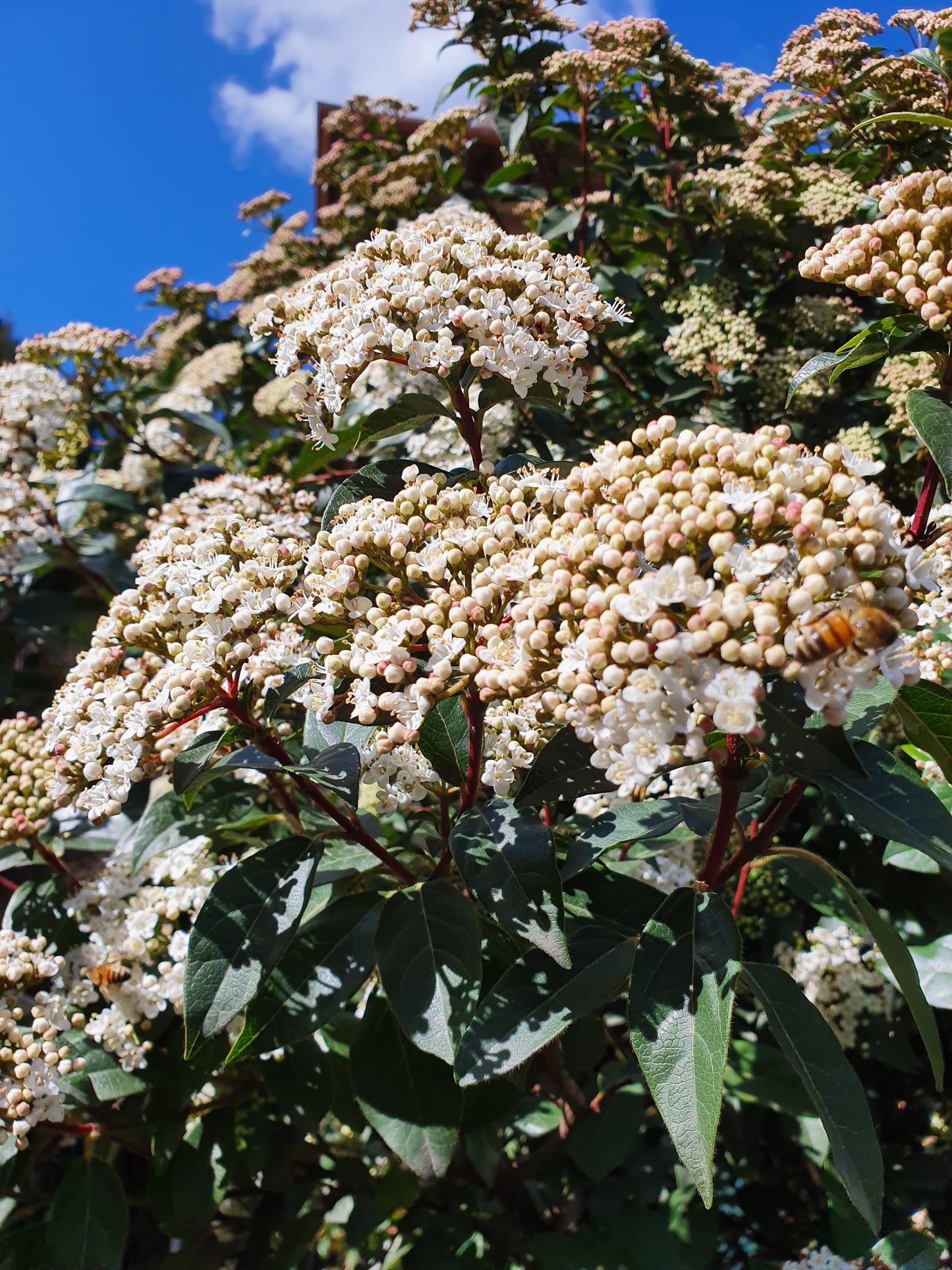 Viburnum tinus - Tino (Alveolo forestale)