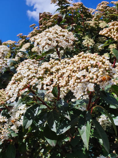 Viburnum tinus - Tino (Alveolo forestale)