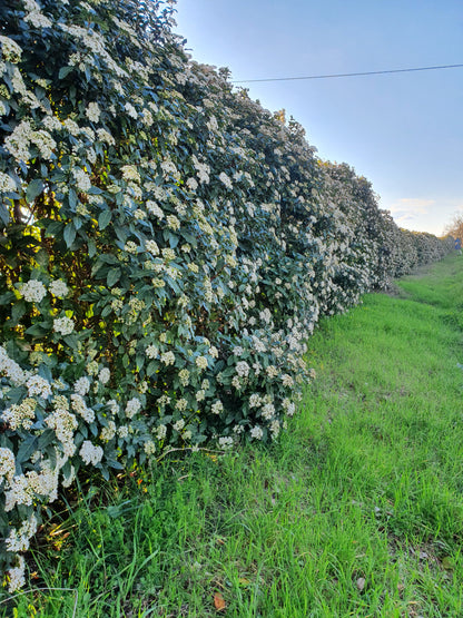 Viburnum tinus - Tino (Alveolo forestale)
