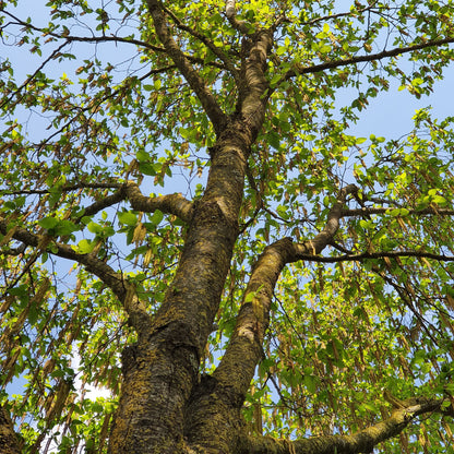 Ostrya carpinifolia - carpino nero (Alveolo forestale)
