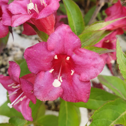 Weigela florida var. Bristol Ruby - Veigelia (Forest Alveolus)