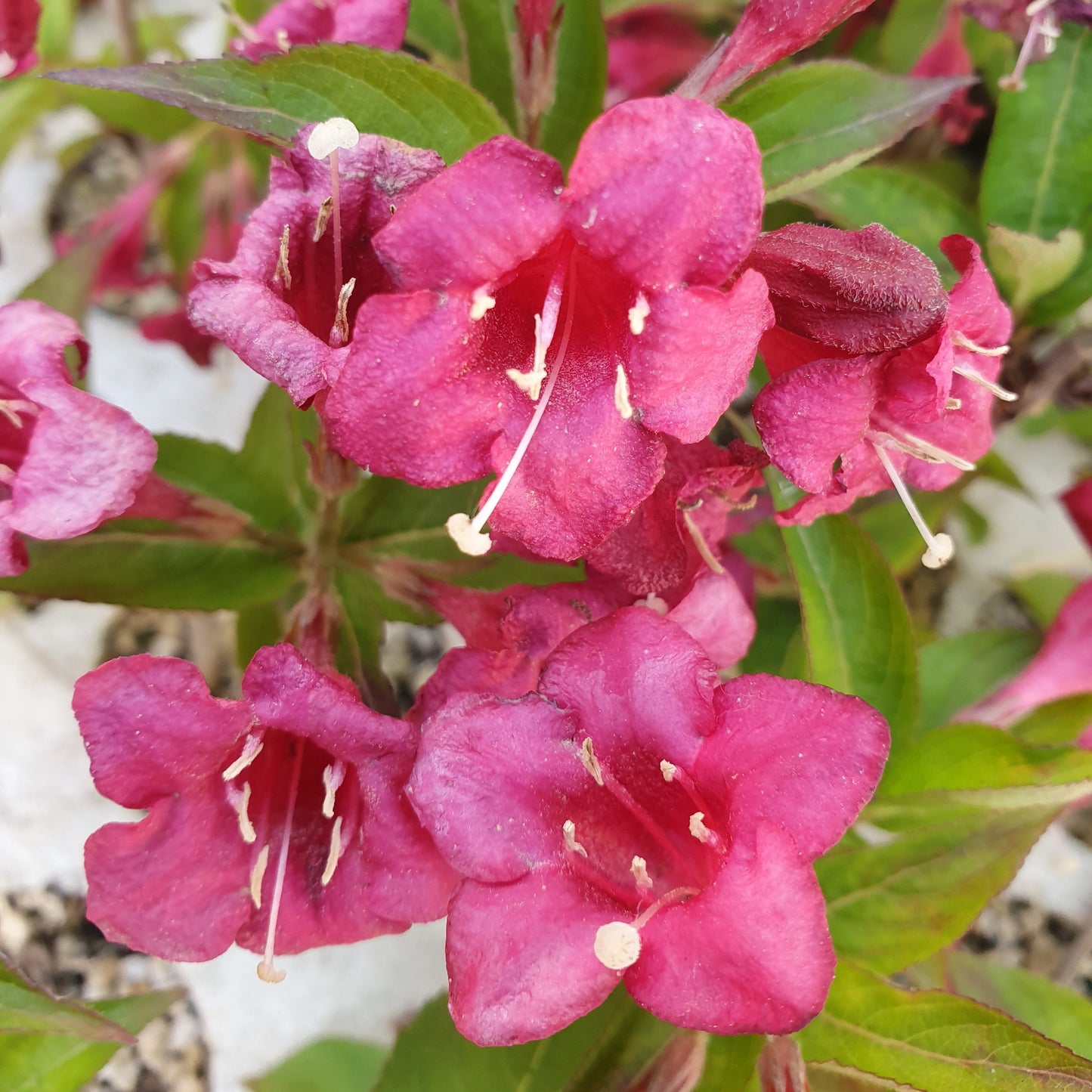 Weigela florida var. Bristol Ruby - Veigelia (Forest Alveolus)