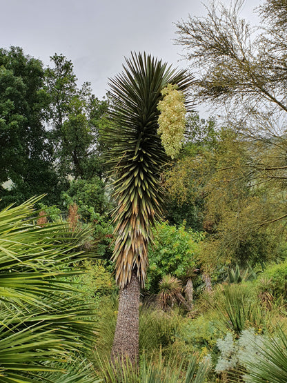 Yucca filifera - Yucca Filiera (Vaso quadro 7x7x10 cm)