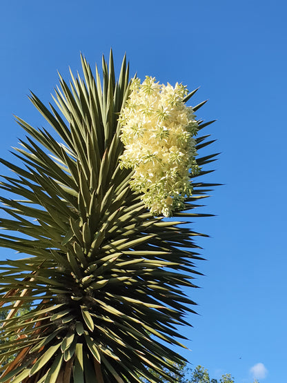 Yucca filifera - Yucca Filiera (Vaso quadro 7x7x10 cm)