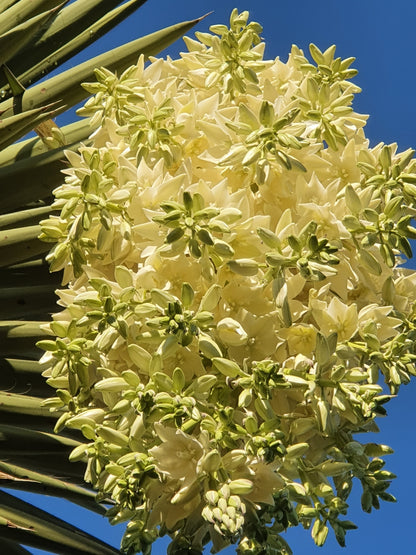 Yucca filifera - Yucca Filiera (Vaso quadro 7x7x10 cm)