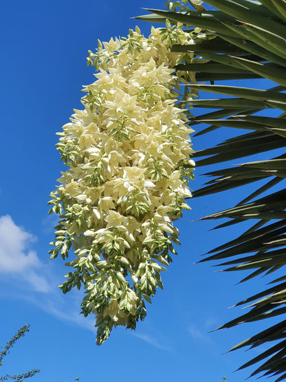 Yucca filifera - Yucca Filiera (Vaso quadro 7x7x10 cm)