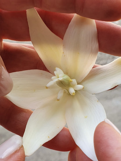 Yucca filifera - Yucca Filiera (Vaso quadro 7x7x10 cm)