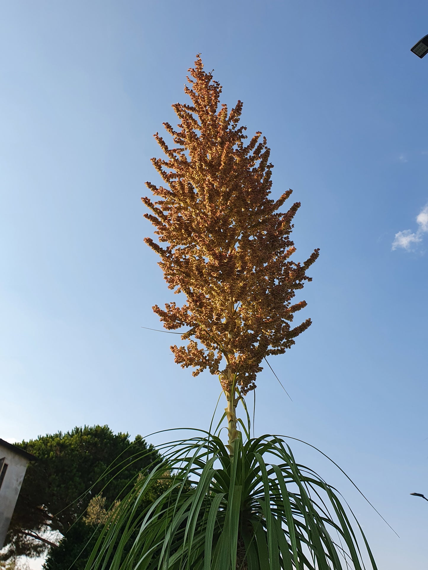 Beaucarnea (sin. Nolina) recurvata - pianta mangiafumo (Vaso quadro 7x7x10 cm)