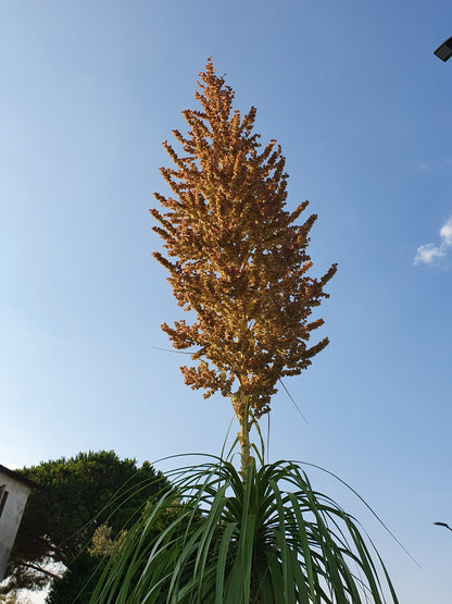 Beaucarnea (sin. Nolina) recurvata - pianta mangiafumo (Vaso quadro 7x7x10 cm)