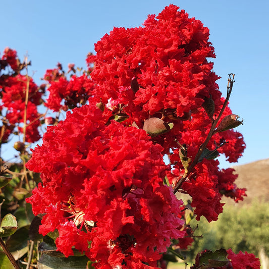 Lagerstroemia indica cv "coccinea" - lagestroemia (fiore rosso) (Alveolo forestale)