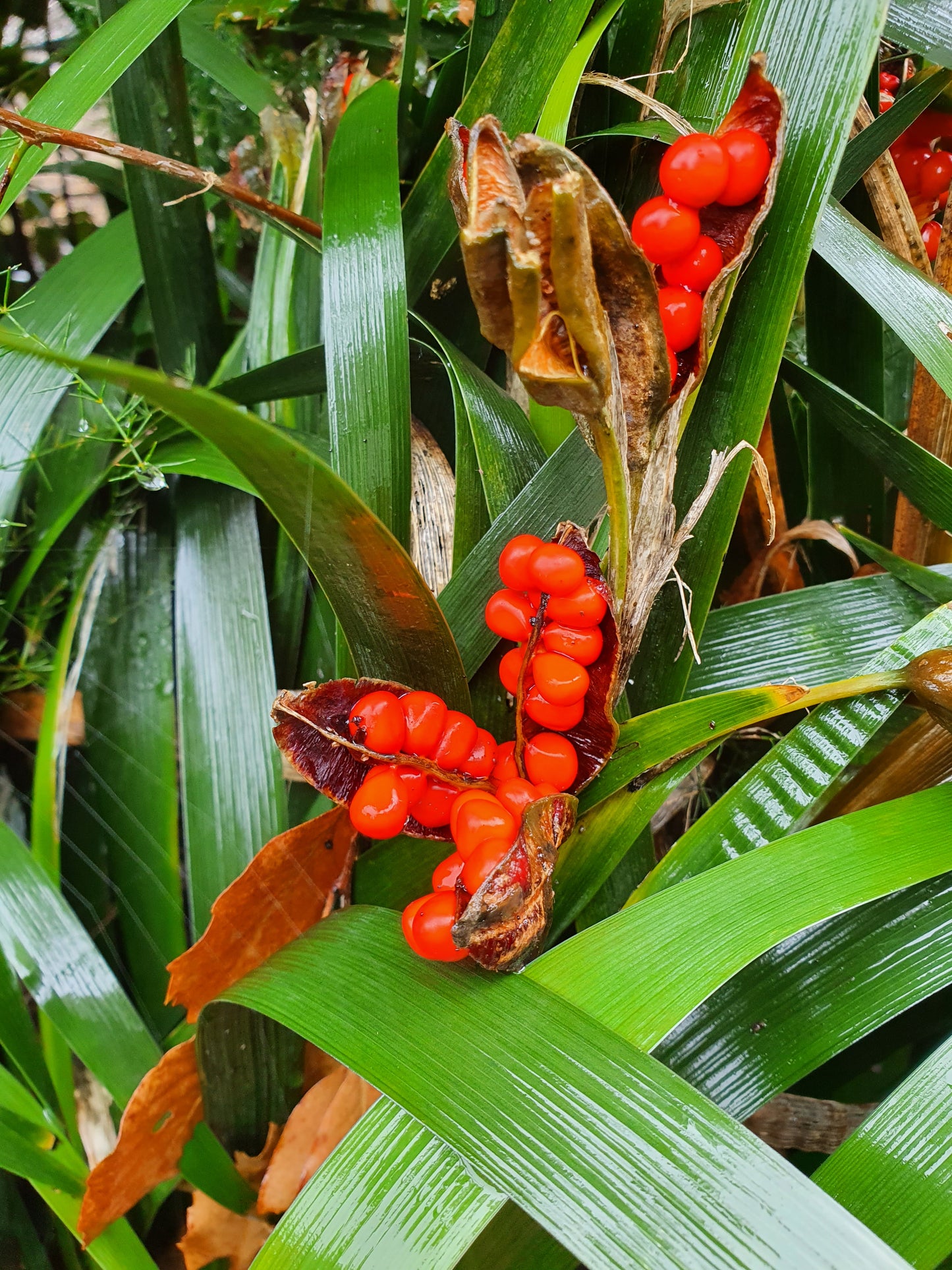 Iris foetidissima - iris scaccia talpe (Pianta da seminiera)