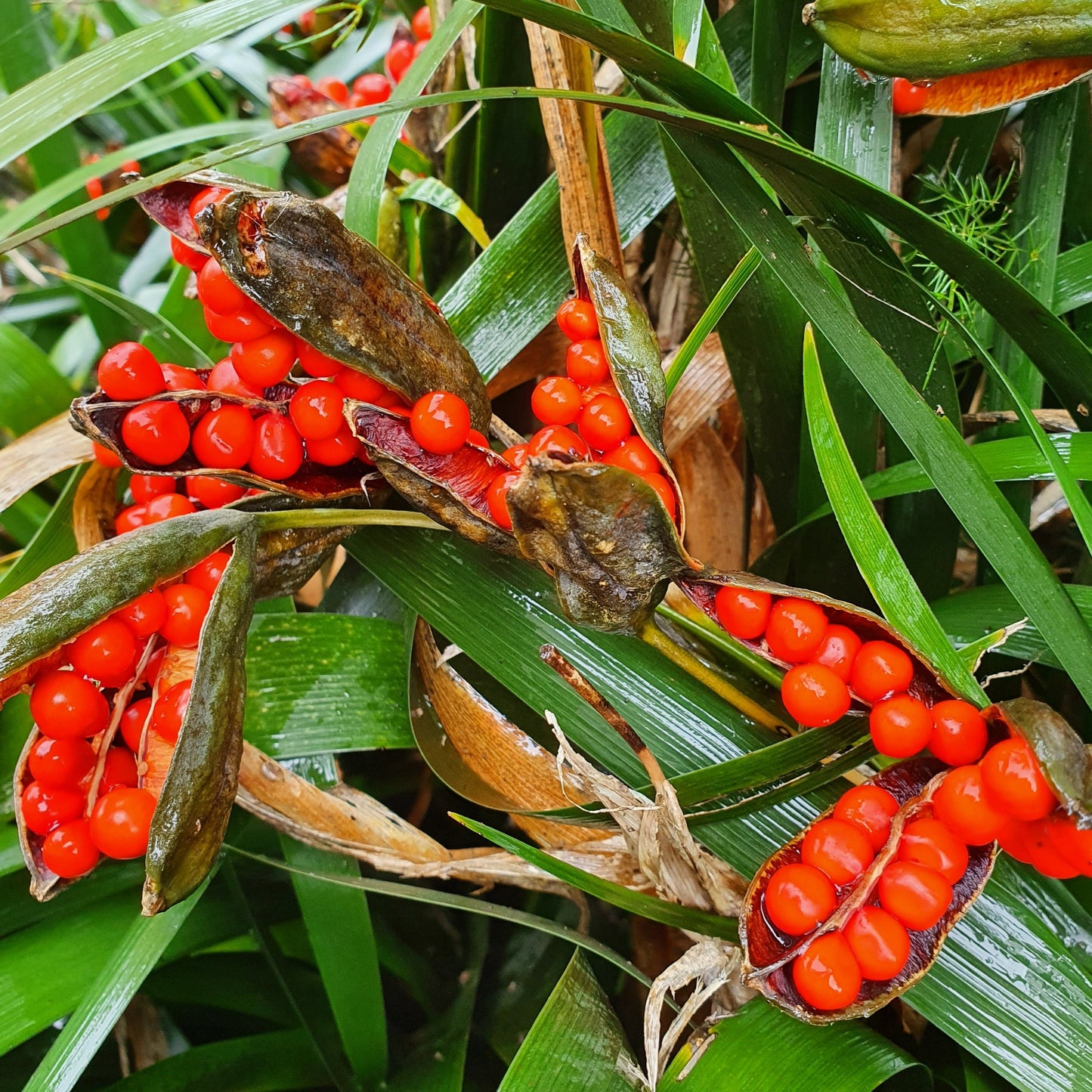 Iris foetidissima - iris scaccia talpe (Pianta da seminiera)