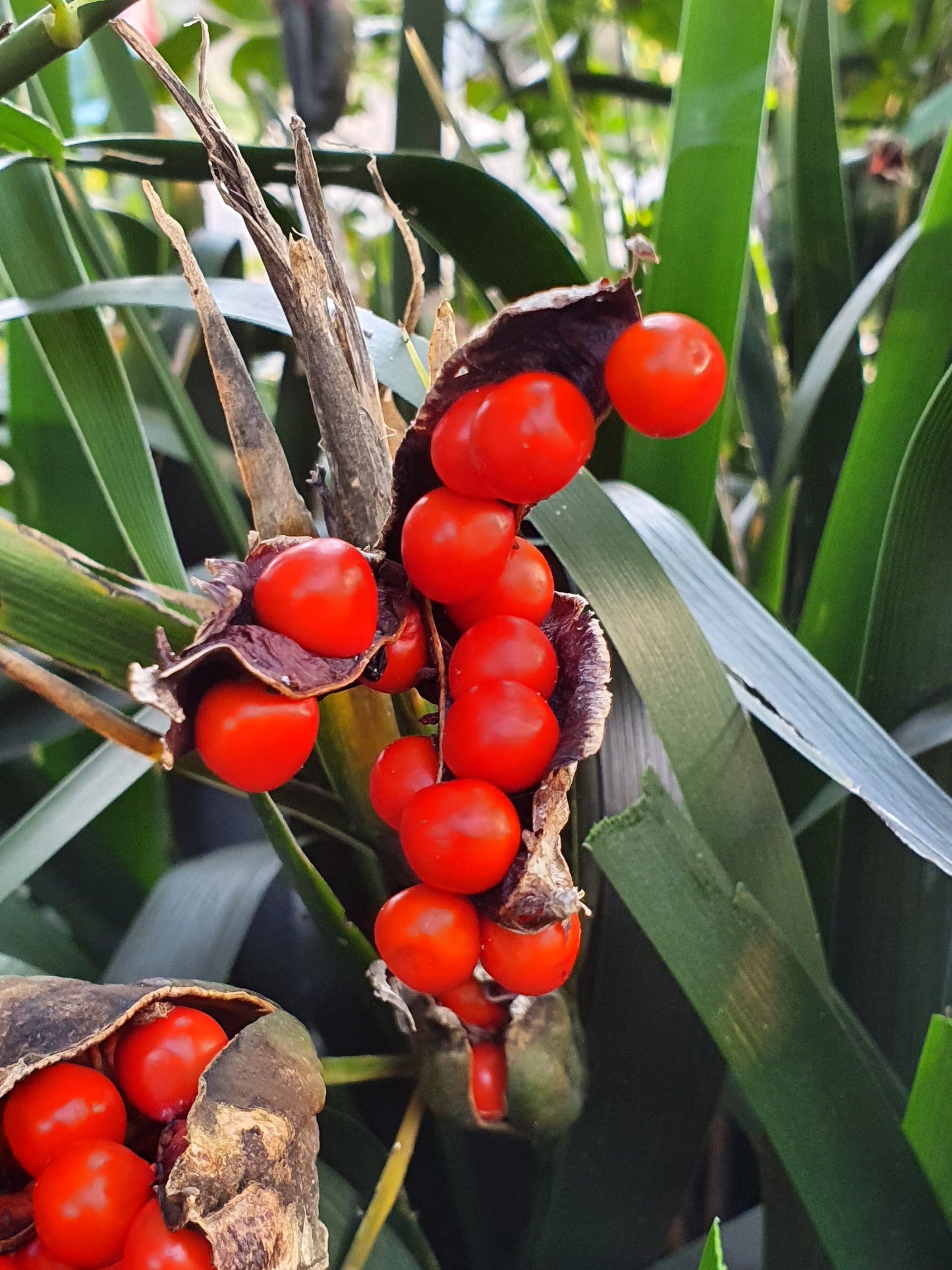 Iris foetidissima - iris scaccia talpe (Pianta da seminiera)