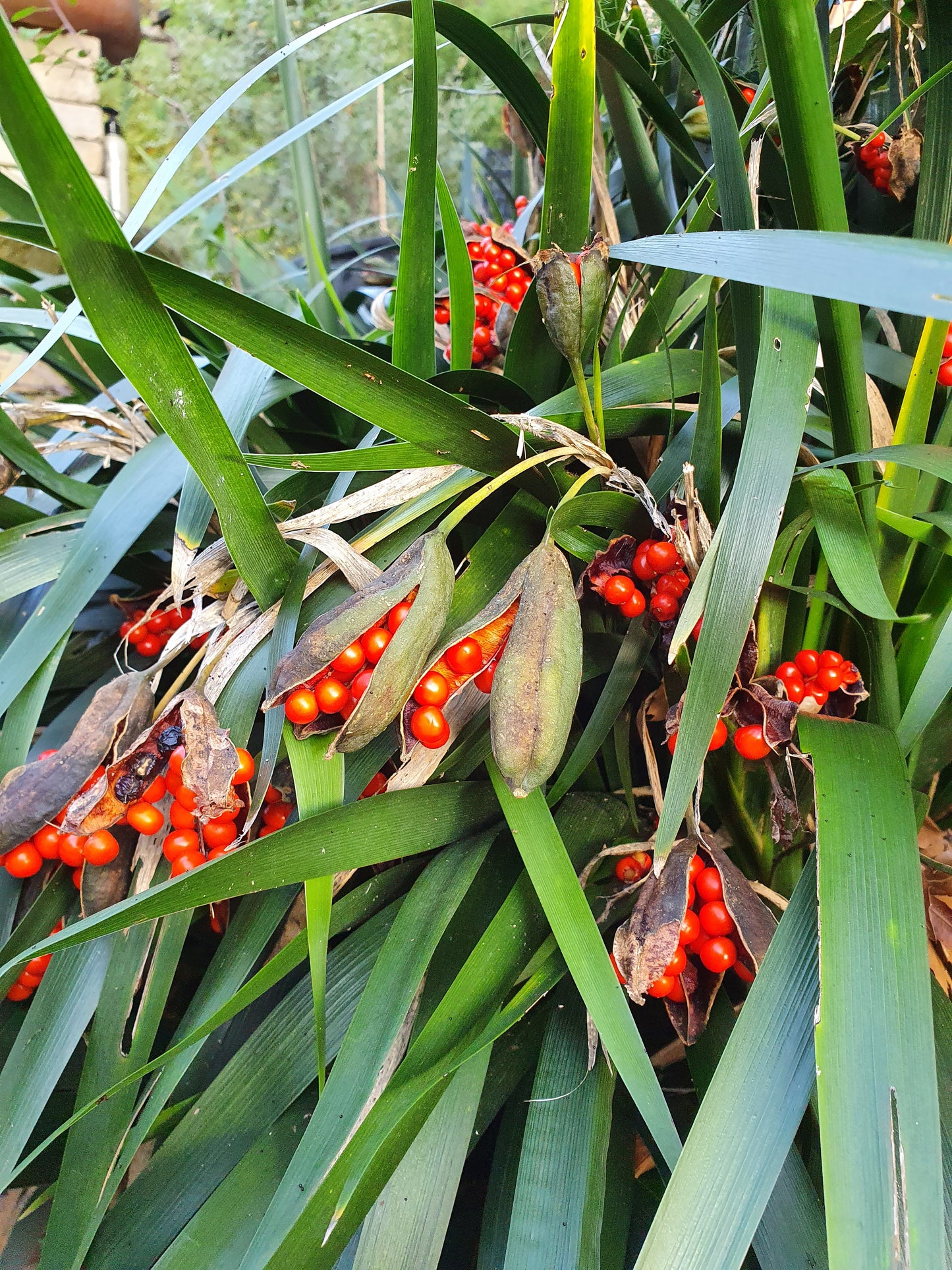 Iris foetidissima - iris scaccia talpe (Pianta da seminiera)