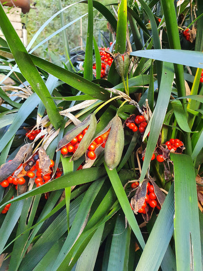 Iris foetidissima - iris scaccia talpe (Pianta da seminiera)