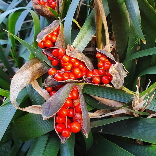 Iris foetidissima - iris scaccia talpe (2 rizomi)