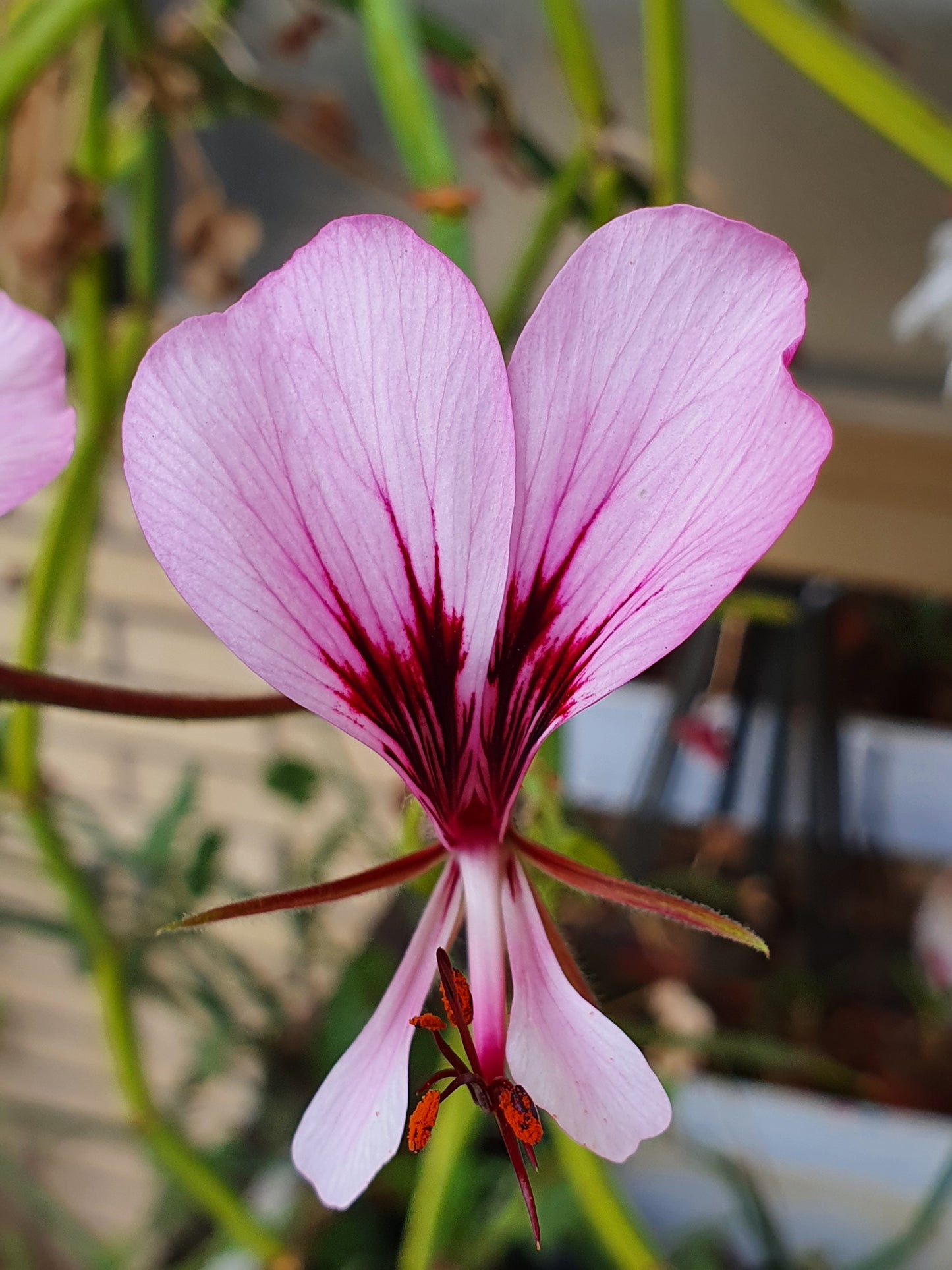 Pelargonium tetragonum  - geranio succulento (Vaso quadro 7x7x10 cm)