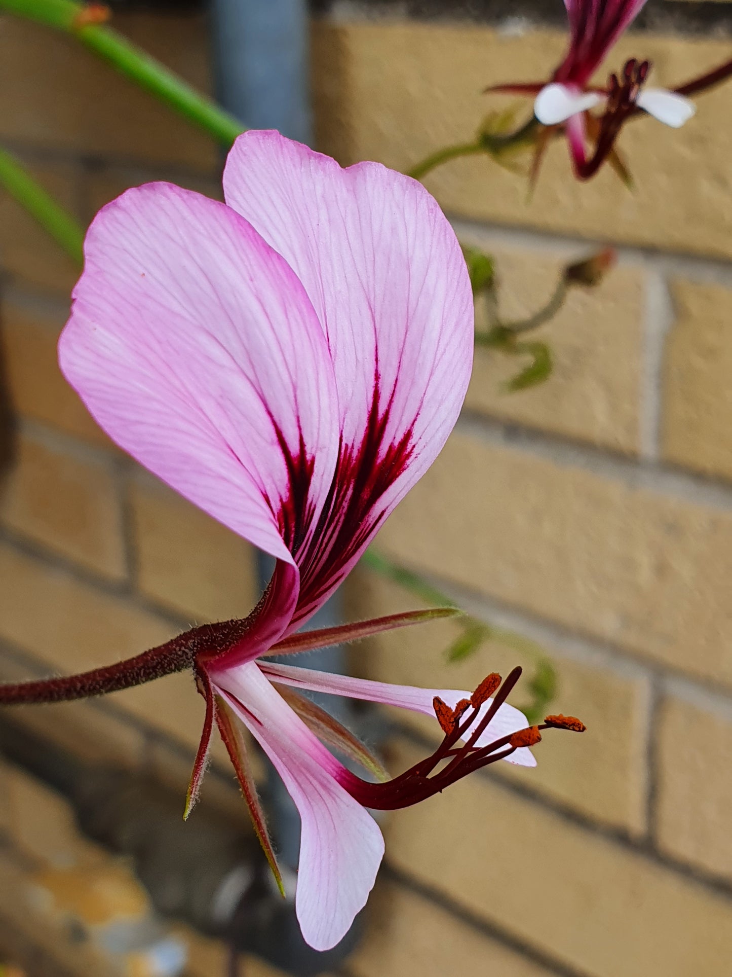 Pelargonium tetragonum  - geranio succulento (Vaso quadro 7x7x10 cm)