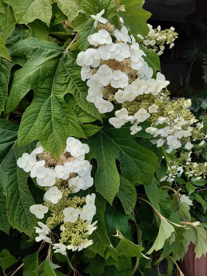 Hydrangea quercifolia - ortensia a foglie di quercia (Vaso 15 cm)