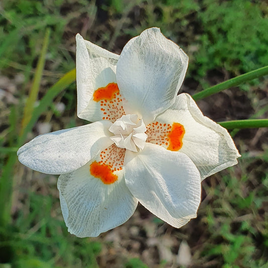 iris bicolor VivaiMDB