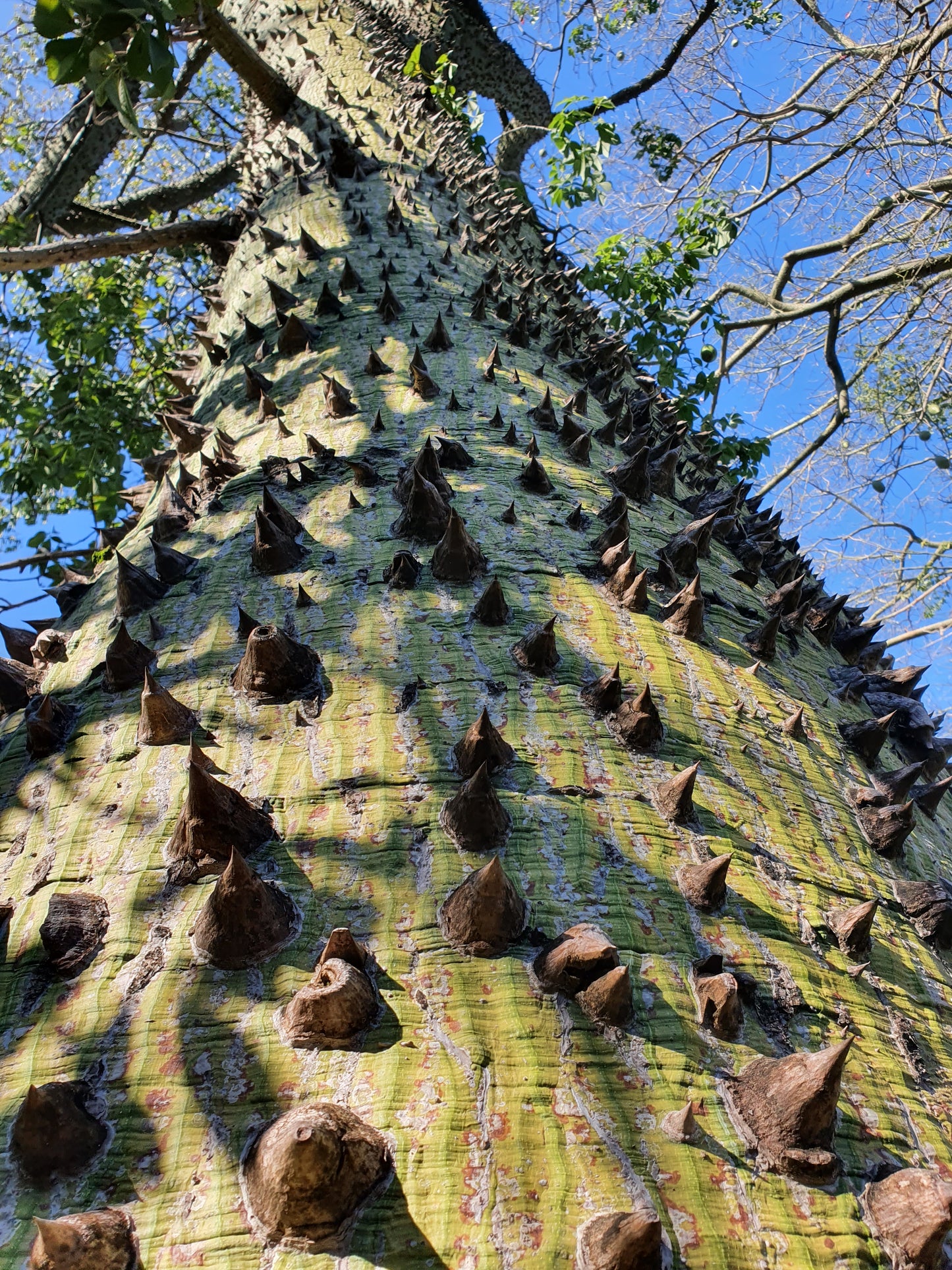 Chorisia speciosa - albero bottiglia (Vaso quadro)