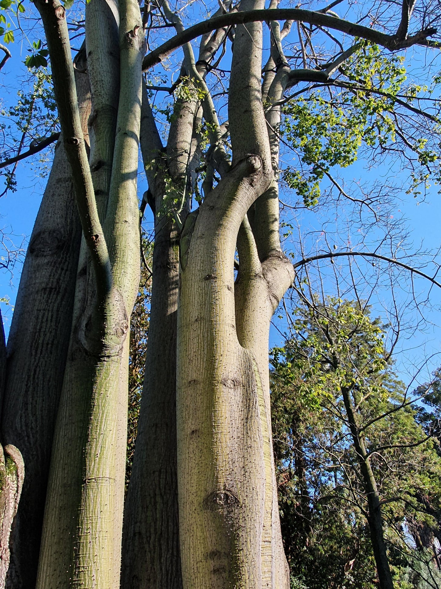 Chorisia speciosa - albero bottiglia (Vaso quadro)