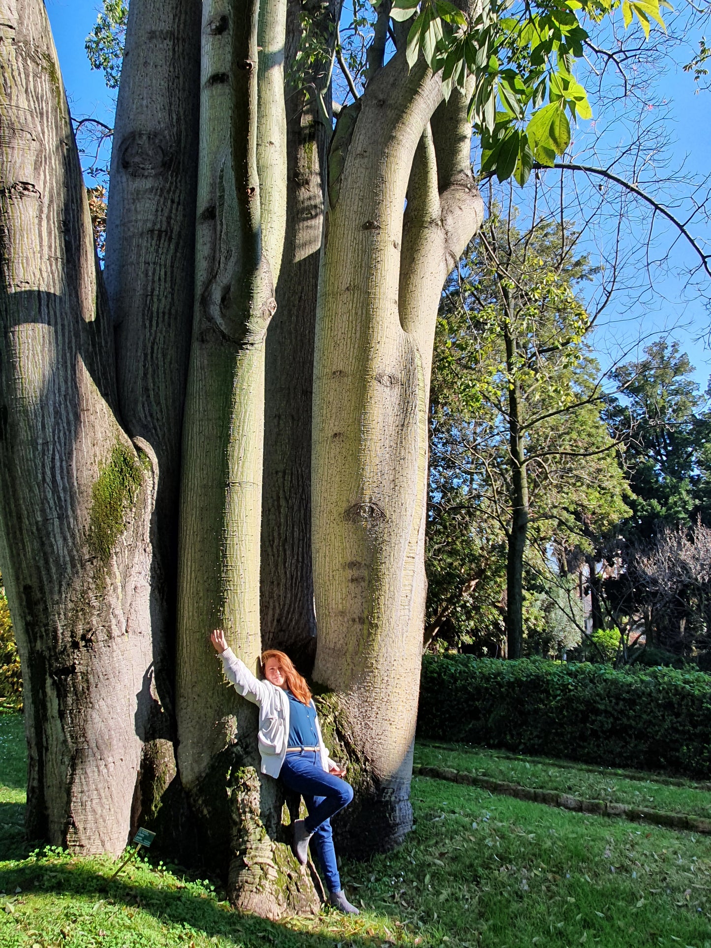 Chorisia speciosa - albero bottiglia (Vaso quadro)