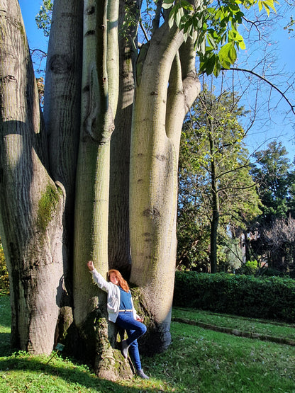 Chorisia Speciosa - Bottle Tree (Forest Tree)