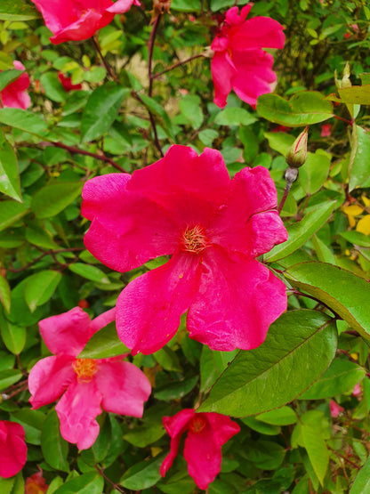 Rosa chinensis cv mutabilis - rosa arcobaleno (Vaso quadro 7x7x10 cm)